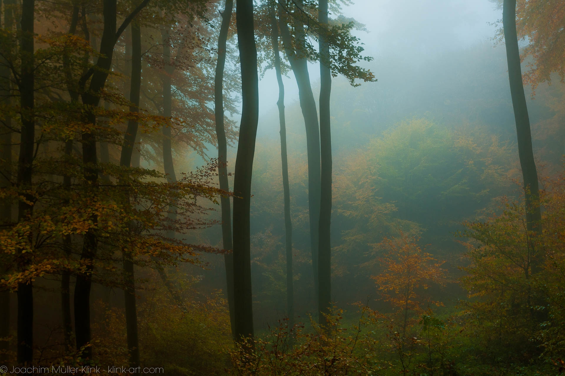 Waldlichtung im Nebel - Forest clearing in the fog