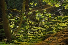Umgestürze Bäume in einem Bett aus Moos - Fallen trees in a bed of moss