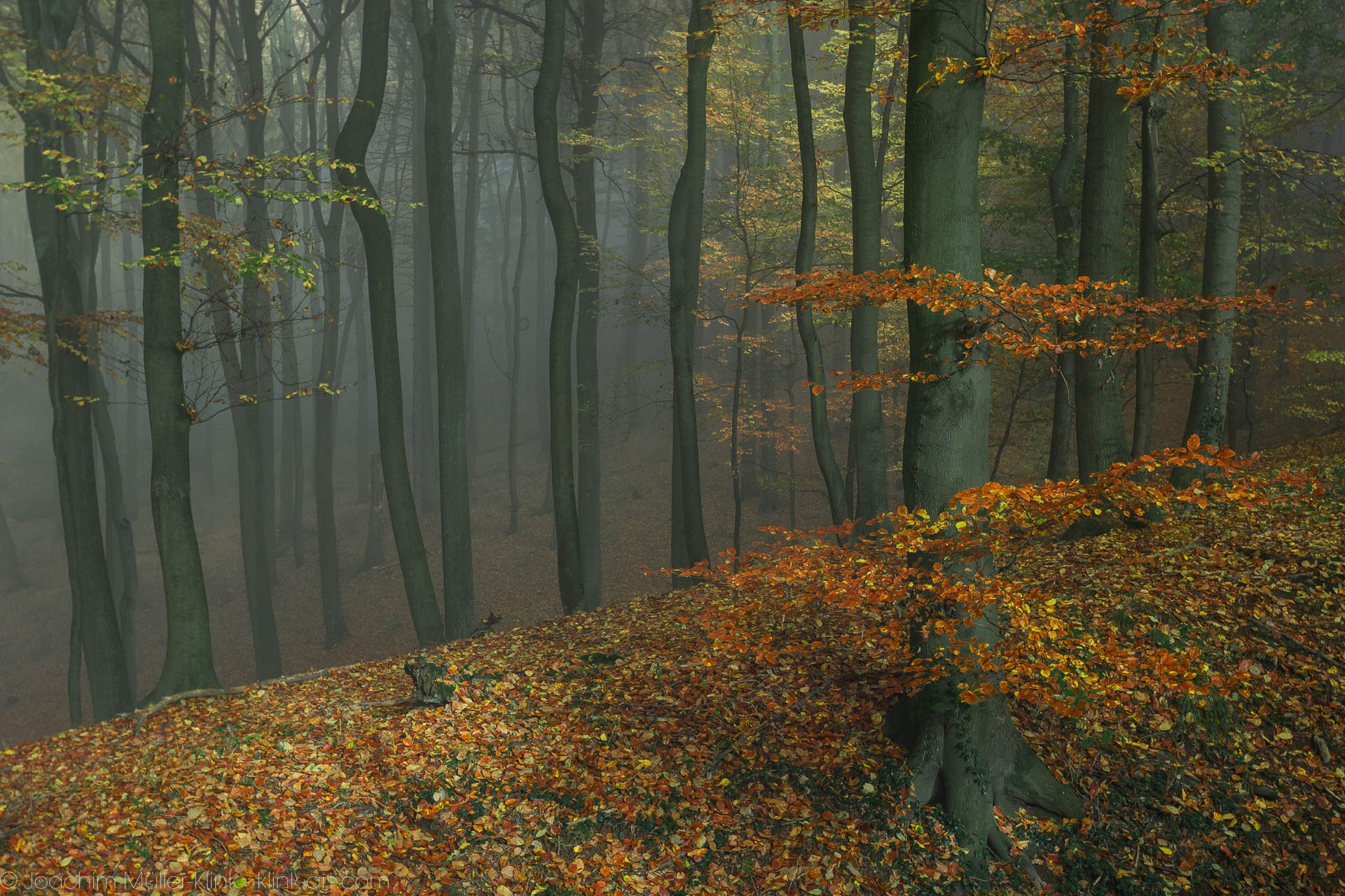 Herbstlicher Buchenwald - Autumnal beech tree forest