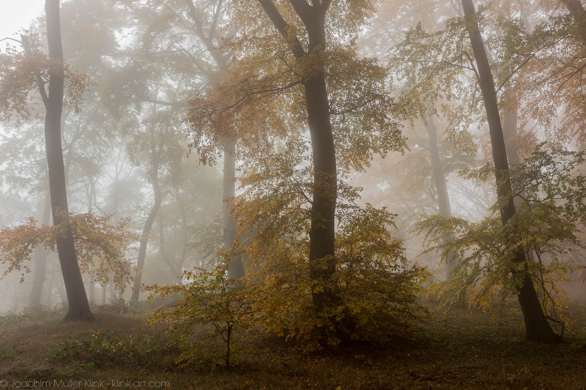 Nebeliger Buchenwald - Misty beech forest