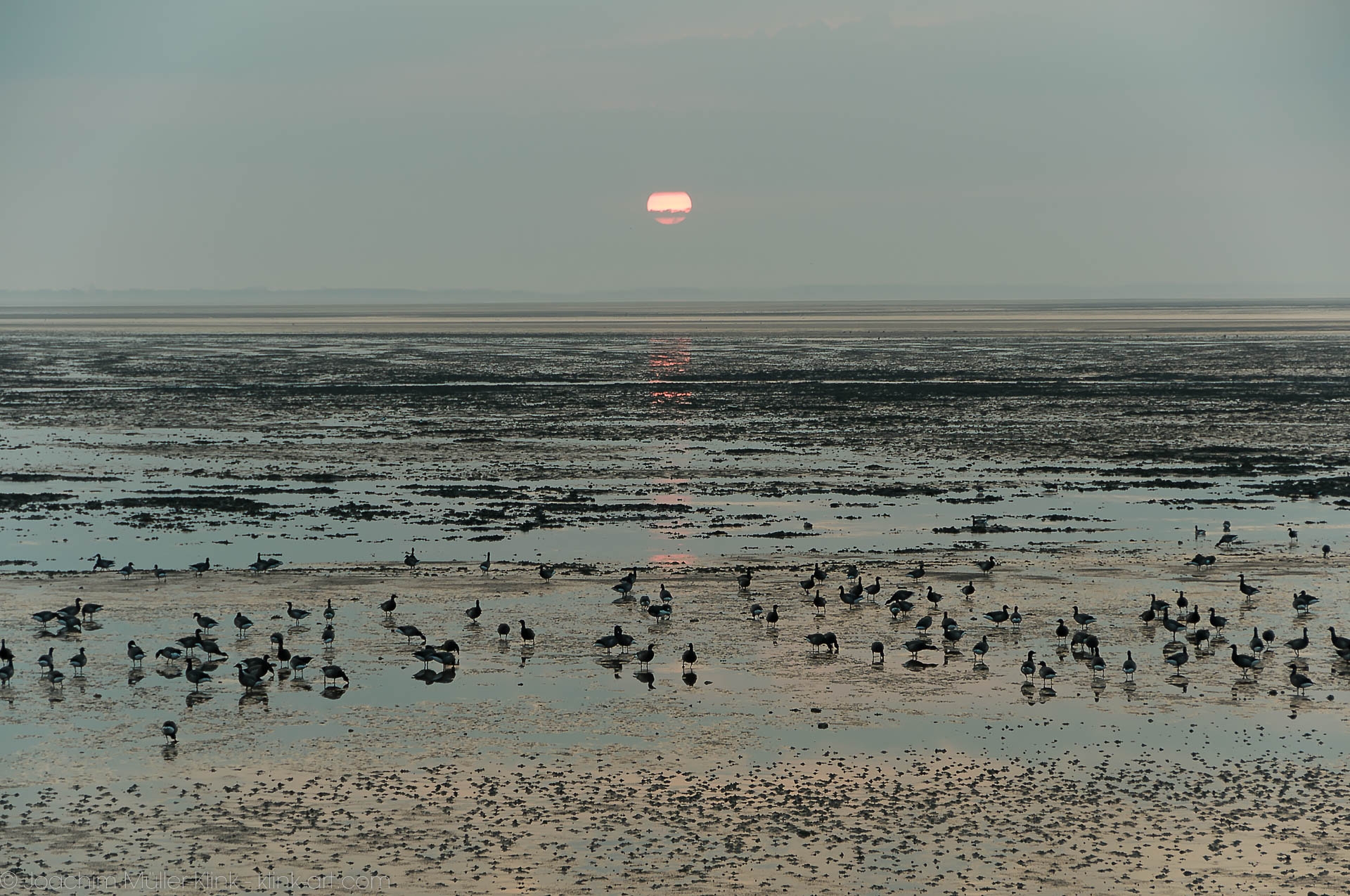 Wildgänse im Wattenmeer - Wild geese in the Wadden Sea