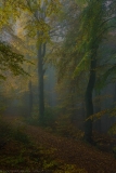 Dunkler Waldweg - Dark forest path