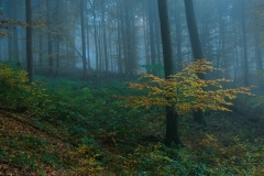 Lichtung im herbstlichen Buchenwald - Glade in autumnal beech tree forest
