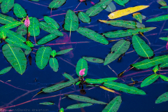 Color frenzy - Farbenrausch