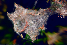 In the web - Im Netz