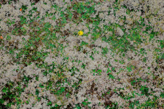 Intertwined- Verflochten