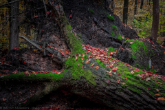 Knocked over - Umgeworfen