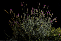 Lavender beckons - Lavendel lockt