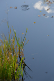 Libellen am Rande eines Sees - Dragonflies on the edge of a lake