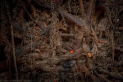 Root system - Wurzelwerk