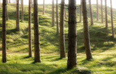 Roter Punkt - Red Dot