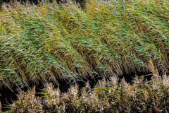 Schilf im Wind