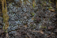 Shallow roots from below - Flachwurzler von unten