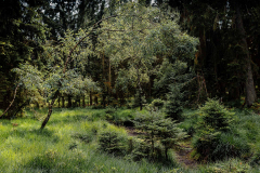 Shielded - Beschirmt