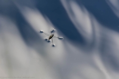Der auf dem Wasser geht