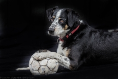 Nahaufnahme eines schwarzen Hundes mit Fußball - Closeup of a black dog with football